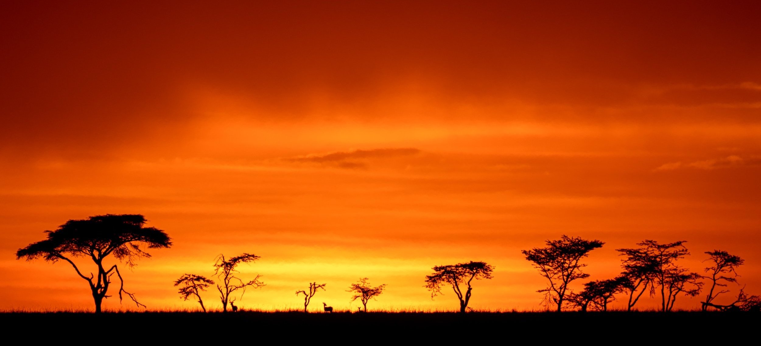 Photographic Walks: Capturing the Beauty of Nature as Creative Inspiration