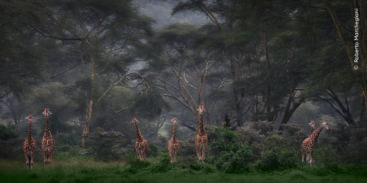 Wildlife Photography: Capturing Moments of Nature as a Form of Art